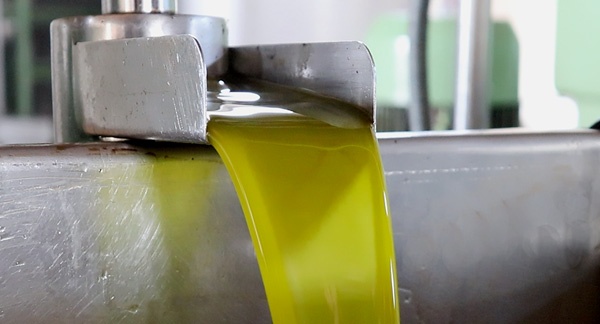 Molturacion-y-extracción-del-aceite-de-oliva-virgen-extra-AljaOliva